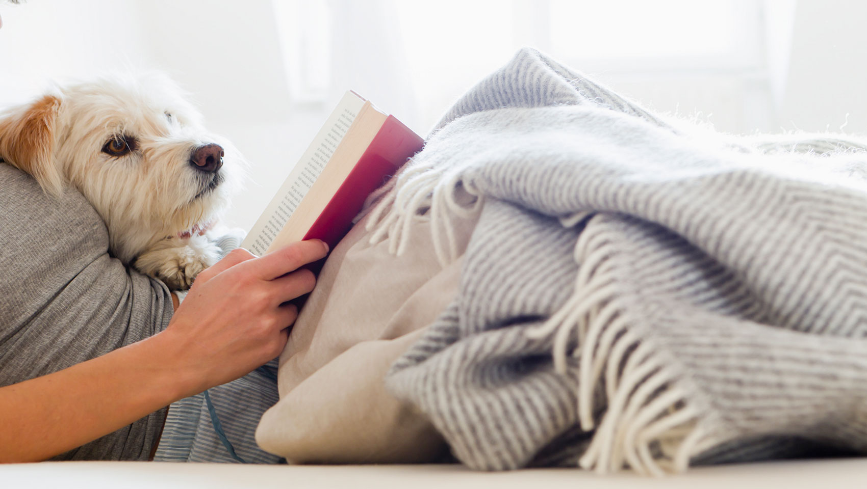 Dog in bed