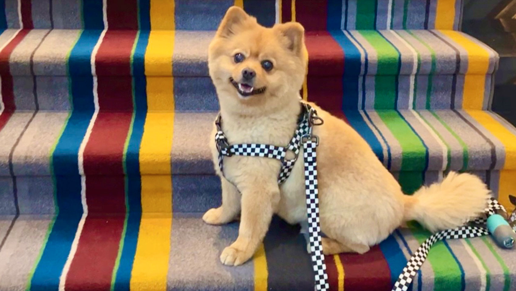 Image of pomeranian dog on colorful striped stairs