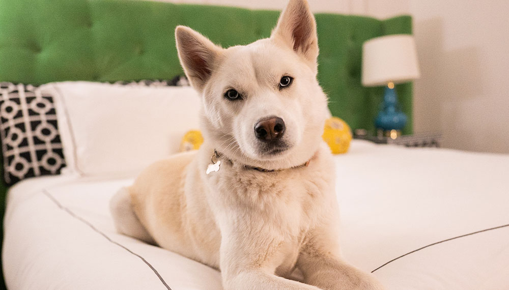 white dog laying on bed looking into camera