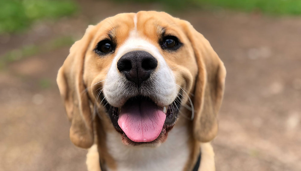Smiling Dog