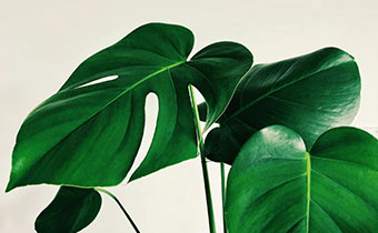 Green plant leaves